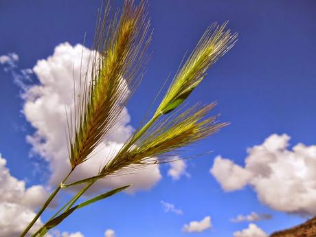 Cuidado con las espigas! Cuidado con las espigas!