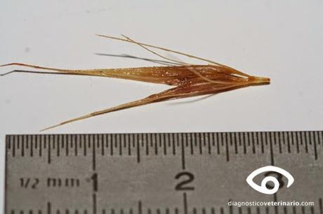 Cuidado con las espigas! Cuidado con las espigas!