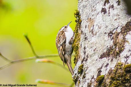 BIRDS OF THE NAVARRA SPAIN-AVES DE NAVARRA ESPAÑA BIRDS OF THE NAVARRA SPAIN-AVES DE NAVARRA ESPAÑA