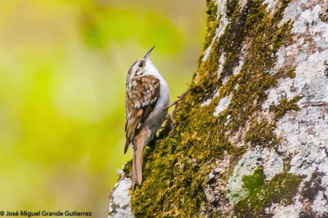 BIRDS OF THE NAVARRA SPAIN-AVES DE NAVARRA ESPAÑA BIRDS OF THE NAVARRA SPAIN-AVES DE NAVARRA ESPAÑA