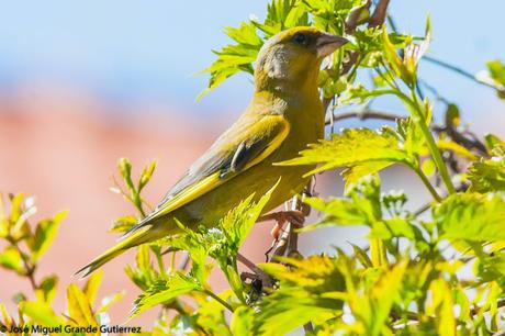 BIRDS OF THE NAVARRA SPAIN-AVES DE NAVARRA ESPAÑA BIRDS OF THE NAVARRA SPAIN-AVES DE NAVARRA ESPAÑA