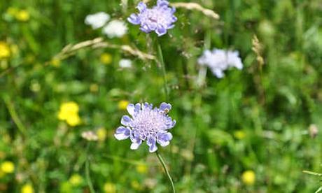 foto de Scabiosa planta