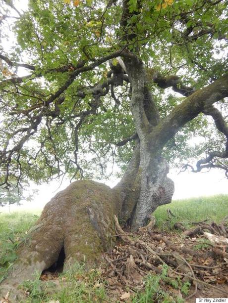 Encuentran a un perro viviendo dentro de un árbol tree