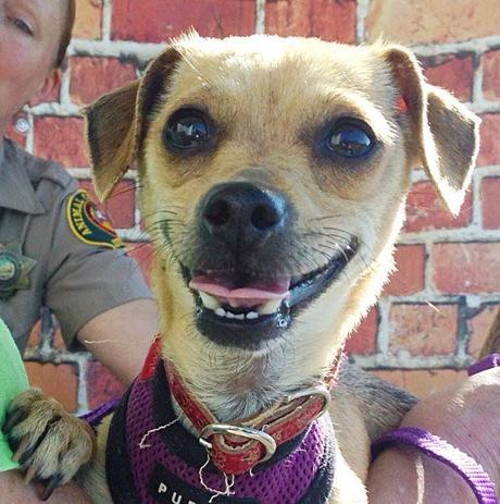 Encuentran a un perro viviendo dentro de un árbol boosmile