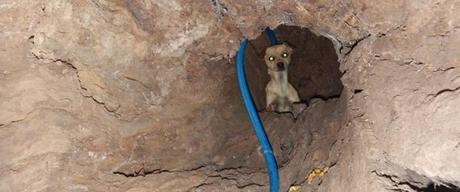 Encuentran a un perro viviendo dentro de un árbol BOOTREE
