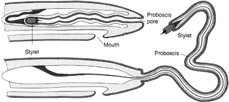 nemertean_proboscis