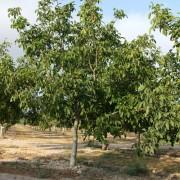 Árbol de nogal en campo con riego por goteo