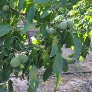 Nueces verdes en el nogal