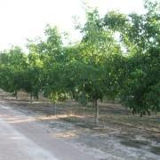 Campo de nogales