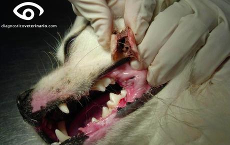 Cuidado con los huesos!! Cuidado con los huesos!!