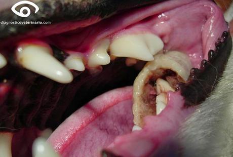 Cuidado con los huesos!! Cuidado con los huesos!!