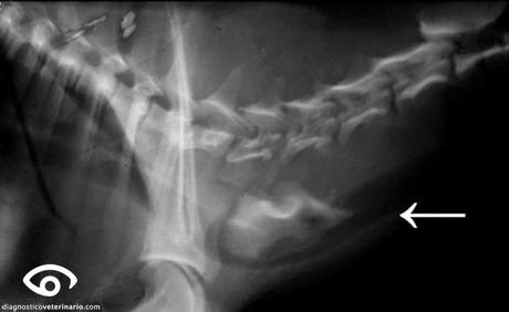 Cuidado con los huesos!! Cuidado con los huesos!!