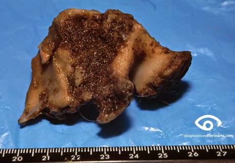 Cuidado con los huesos!! Cuidado con los huesos!!