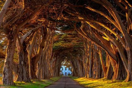 34-Cypress-Tree-Tunnel-At-The-Historic-Marconi-Wireless-Station-California_Michael-Brandt