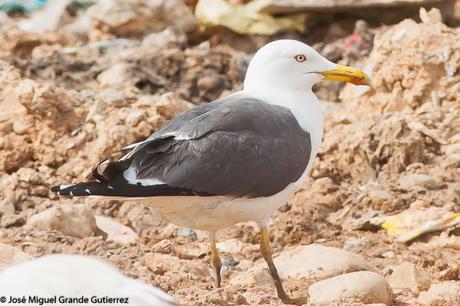BIRDS OF THE NAVARRA SPAIN-AVES DE NAVARRA ESPAÑA BIRDS OF THE NAVARRA SPAIN-AVES DE NAVARRA ESPAÑA