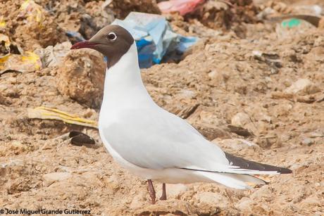 BIRDS OF THE NAVARRA SPAIN-AVES DE NAVARRA ESPAÑA BIRDS OF THE NAVARRA SPAIN-AVES DE NAVARRA ESPAÑA