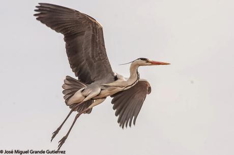 BIRDS OF THE NAVARRA SPAIN-AVES DE NAVARRA ESPAÑA BIRDS OF THE NAVARRA SPAIN-AVES DE NAVARRA ESPAÑA