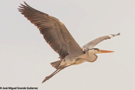 BIRDS OF THE NAVARRA SPAIN-AVES DE NAVARRA ESPAÑA BIRDS OF THE NAVARRA SPAIN-AVES DE NAVARRA ESPAÑA