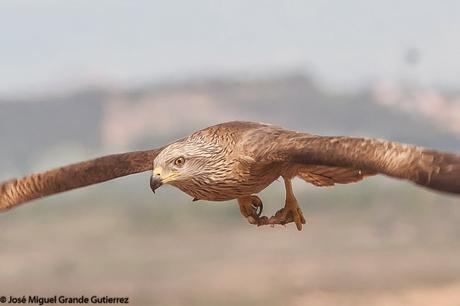 BIRDS OF THE NAVARRA SPAIN-AVES DE NAVARRA ESPAÑA BIRDS OF THE NAVARRA SPAIN-AVES DE NAVARRA ESPAÑA