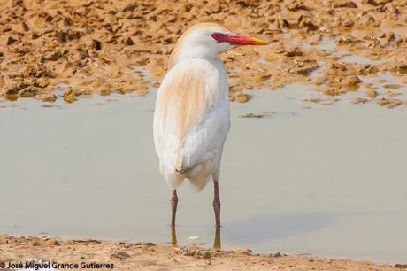 BIRDS OF THE NAVARRA SPAIN-AVES DE NAVARRA ESPAÑA BIRDS OF THE NAVARRA SPAIN-AVES DE NAVARRA ESPAÑA
