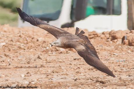 BIRDS OF THE NAVARRA SPAIN-AVES DE NAVARRA ESPAÑA BIRDS OF THE NAVARRA SPAIN-AVES DE NAVARRA ESPAÑA
