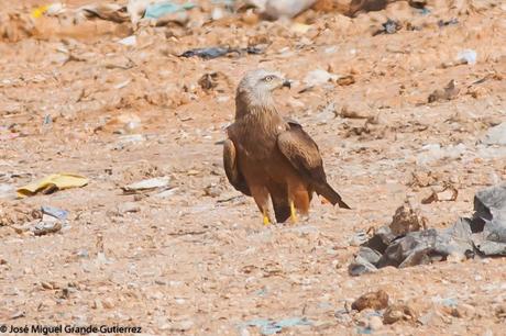 BIRDS OF THE NAVARRA SPAIN-AVES DE NAVARRA ESPAÑA BIRDS OF THE NAVARRA SPAIN-AVES DE NAVARRA ESPAÑA