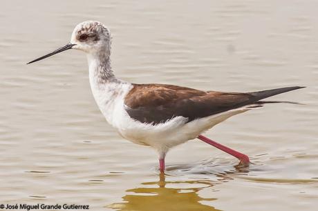 BIRDS OF THE NAVARRA SPAIN-AVES DE NAVARRA ESPAÑA BIRDS OF THE NAVARRA SPAIN-AVES DE NAVARRA ESPAÑA