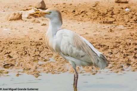 BIRDS OF THE NAVARRA SPAIN-AVES DE NAVARRA ESPAÑA BIRDS OF THE NAVARRA SPAIN-AVES DE NAVARRA ESPAÑA