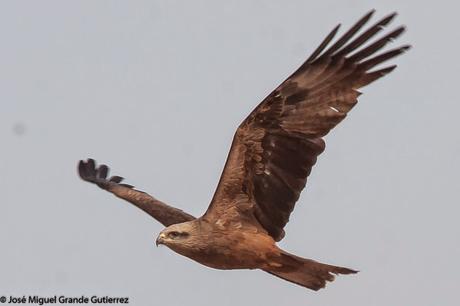 BIRDS OF THE NAVARRA SPAIN-AVES DE NAVARRA ESPAÑA BIRDS OF THE NAVARRA SPAIN-AVES DE NAVARRA ESPAÑA