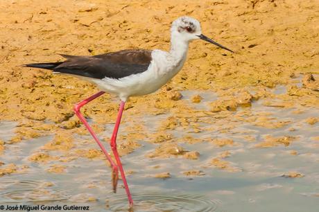 BIRDS OF THE NAVARRA SPAIN-AVES DE NAVARRA ESPAÑA BIRDS OF THE NAVARRA SPAIN-AVES DE NAVARRA ESPAÑA
