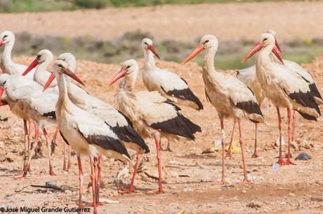 BIRDS OF THE NAVARRA SPAIN-AVES DE NAVARRA ESPAÑA BIRDS OF THE NAVARRA SPAIN-AVES DE NAVARRA ESPAÑA