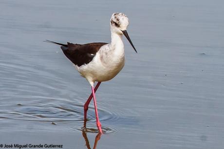 BIRDS OF THE NAVARRA SPAIN-AVES DE NAVARRA ESPAÑA BIRDS OF THE NAVARRA SPAIN-AVES DE NAVARRA ESPAÑA