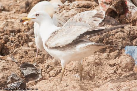 BIRDS OF THE NAVARRA SPAIN-AVES DE NAVARRA ESPAÑA BIRDS OF THE NAVARRA SPAIN-AVES DE NAVARRA ESPAÑA