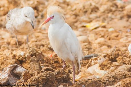 BIRDS OF THE NAVARRA SPAIN-AVES DE NAVARRA ESPAÑA BIRDS OF THE NAVARRA SPAIN-AVES DE NAVARRA ESPAÑA