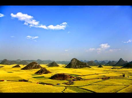 Louping (China): El hermoso jardín de flores amarillas - Louping (China): The beautiful garden of yellow flowers. (Span and Eng)