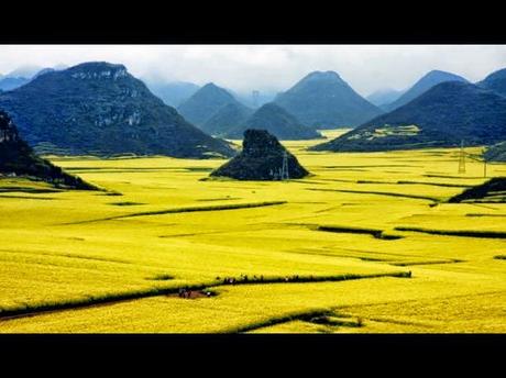 Louping (China): El hermoso jardín de flores amarillas - Louping (China): The beautiful garden of yellow flowers. (Span and Eng)