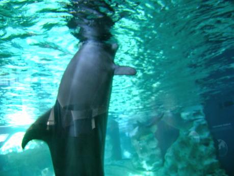 Acuario de Georgia, Atlanta