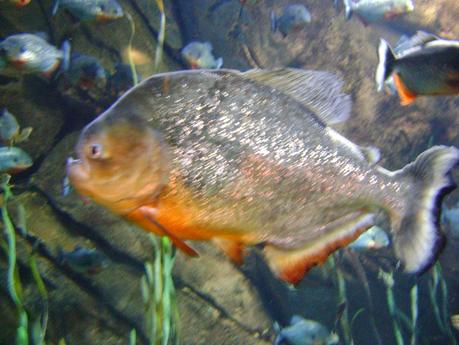 Acuario de Georgia, Atlanta