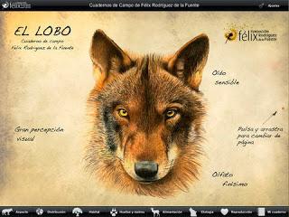 ¿Quieres ser un lobo?