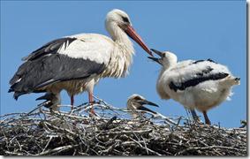 Las cigüeñas – H. C. Andersen Las cigüeñas – H. C. Andersen
