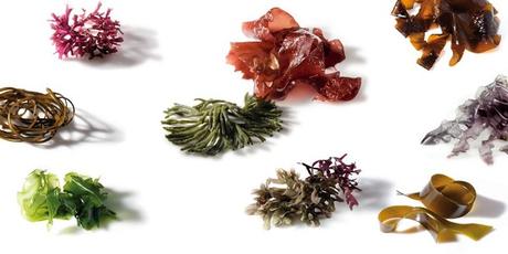 TRENDS: ALGAS EN LA ALIMENTACIÓN TRENDS: ALGAS EN LA ALIMENTACIÓN
