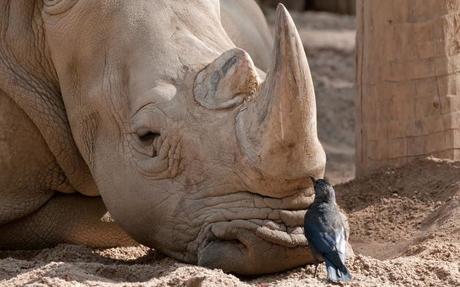 32 imagenes de amistad entre animales unlikely_animal_friends