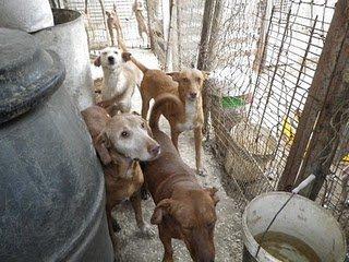 En busca de un milagro.... ( mejor dicho 25) , plazo hasta el miercoles (Sevilla) En busca de un milagro.... ( mejor dicho 25) , plazo hasta el miercoles (Sevilla)