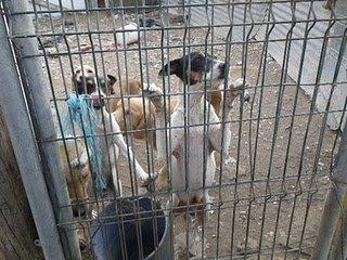 En busca de un milagro.... ( mejor dicho 25) , plazo hasta el miercoles (Sevilla) En busca de un milagro.... ( mejor dicho 25) , plazo hasta el miercoles (Sevilla)