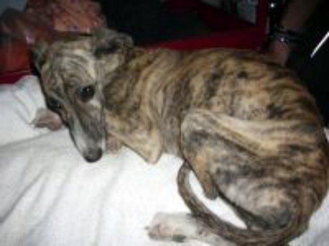 TRES TRISTES TRAGEDIAS EN TRES DIAS: AMIRA LORD Y ARCHIE NECESITAN AYUDA. TRES TRISTES TRAGEDIAS EN TRES DIAS: AMIRA LORD Y ARCHIE NECESITAN AYUDA.