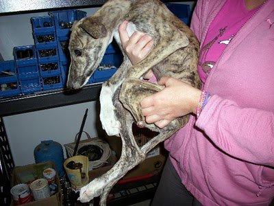 TRES TRISTES TRAGEDIAS EN TRES DIAS: AMIRA LORD Y ARCHIE NECESITAN AYUDA. TRES TRISTES TRAGEDIAS EN TRES DIAS: AMIRA LORD Y ARCHIE NECESITAN AYUDA.