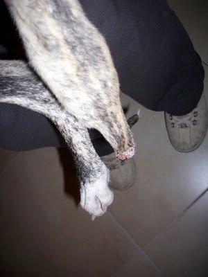 TRES TRISTES TRAGEDIAS EN TRES DIAS: AMIRA LORD Y ARCHIE NECESITAN AYUDA. TRES TRISTES TRAGEDIAS EN TRES DIAS: AMIRA LORD Y ARCHIE NECESITAN AYUDA.