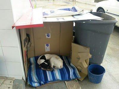 Peter, así no va a sobrevivir al invierno, (Córdoba) Peter, así no va a sobrevivir al invierno, (Córdoba)