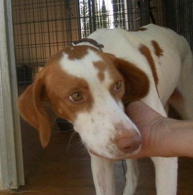 CHETA, UNA JOVENCITA TIMIDA