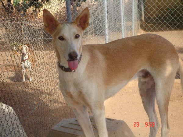 ¡¡SIMCHAM SE HA PERDIDO!! Zona Cerrado de Calderón. Málaga. Por favor es una petición de una amiga